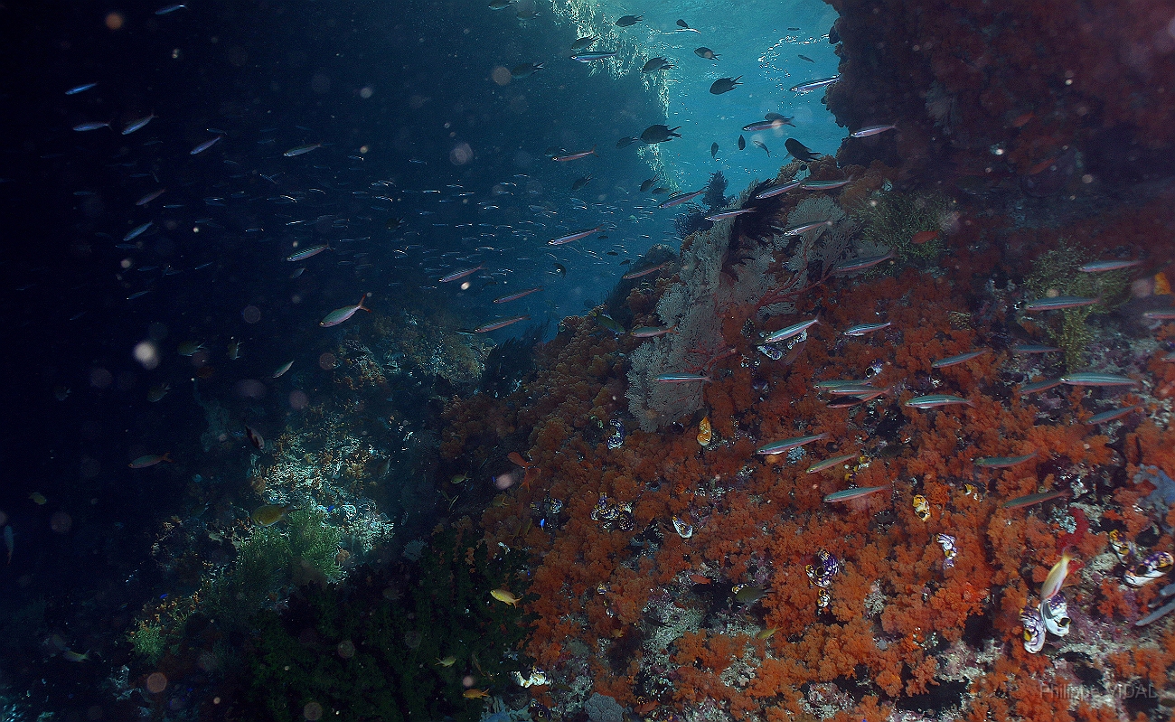 Raja Ampat 2016 - Corail - IMG_4688_rc.jpg